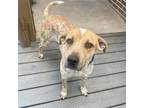 Adopt Arizona a Red/Golden/Orange/Chestnut - with White Australian Cattle Dog /