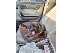 Adopt Susie a Black - with White Shih Tzu / Poodle (Miniature) / Mixed dog in