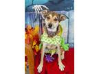 Adopt Blaine a Brown/Chocolate Shepherd (Unknown Type) / Rottweiler / Mixed dog