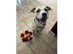 Adopt Star a Tan/Yellow/Fawn - with White American Pit Bull Terrier / Mutt /