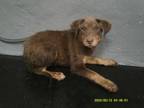 Adopt Moe a Brown/Chocolate German Pinscher / Miniature Pinscher dog in