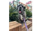 Adopt Zen a Gray/Silver/Salt & Pepper - with White Neapolitan Mastiff / Mixed
