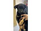Adopt Alice a Black German Shepherd Dog / Mixed Breed (Medium) / Mixed (medium