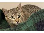 Adopt Little Girl a Brown Tabby Domestic Shorthair / Mixed Breed (Medium) /