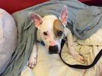 Adopt Lockevelt a White American Staffordshire Terrier / Bull Terrier / Mixed