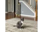 Adopt Jazzy a Gray or Blue (Mostly) American Shorthair / Mixed (short coat) cat