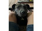 Adopt Lola a Brindle American Staffordshire Terrier / Labrador Retriever / Mixed