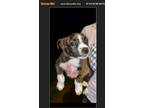 Adopt Leo a Jack Russell Terrier / Beagle / Mixed dog in Tahlequah