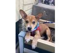 Adopt Las Vegas a Red/Golden/Orange/Chestnut - with White Corgi / Carolina Dog /