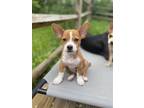 Adopt Canelo a Red/Golden/Orange/Chestnut - with White Corgi / Carolina Dog /
