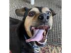Adopt Barry a Brown/Chocolate - with Black Beagle / Mixed dog in Plano