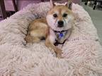 Adopt Siru a Shiba Inu dog in LONG ISLAND CITY, NY (41330850)