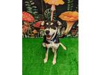 Adopt Kelsey a Beagle / Doberman Pinscher / Mixed dog in Bryant, AR (41454088)