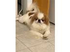 Adopt Jackson a White - with Tan, Yellow or Fawn Japanese Chin / Mixed dog in