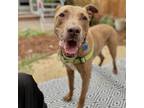Adopt Donut a Mixed Breed (Large) / Mixed dog in Oakland, CA (41455349)