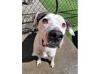 Adopt Flash a Pointer / Pit Bull Terrier / Mixed dog in Topeka, KS (41455346)