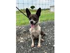 Adopt a Brindle Boston Terrier / Terrier (Unknown Type, Medium) dog in