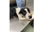 Adopt Nimbus a White Pointer / Mixed Breed (Medium) / Mixed (short coat) dog in
