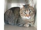 Adopt Lego a Brown Tabby Domestic Shorthair / Mixed Breed (Medium) / Mixed