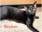 Adopt Reuben a All Black Domestic Shorthair (short coat) cat in Tega Cay