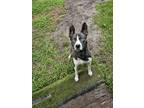 Adopt Joker a Brindle - with White Husky / Mixed dog in Jacksonville