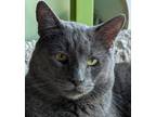 Adopt Oscar a Gray or Blue Russian Blue (short coat) cat in Eureka