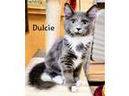Adopt Dulcie a Gray or Blue (Mostly) Domestic Mediumhair (medium coat) cat in