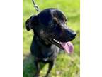 Adopt Apollo ~ meet me! a Black Dachshund / Labrador Retriever / Mixed dog in
