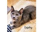 Adopt Saphy a Gray or Blue (Mostly) Domestic Mediumhair (medium coat) cat in