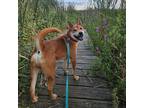 Adopt Braxton Barnes a Red/Golden/Orange/Chestnut Shiba Inu / Chow Chow / Mixed