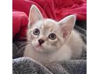 Adopt Adel a Tan or Fawn (Mostly) Siamese (short coat) cat in Eureka