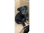 Adopt Travis a Black German Shepherd Dog / Mixed Breed (Medium) / Mixed (short
