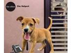 Adopt Jim Halpert a Mixed Breed