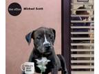 Adopt Michael Scott a Mixed Breed