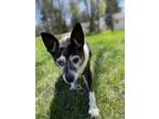 Adopt Brin a Black Mixed Breed (Small) / Mixed Breed (Medium) / Mixed (short