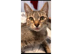 Adopt Elphaba a Brown Tabby Domestic Shorthair / Mixed Breed (Medium) / Mixed