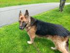 Adopt Natty a Brown/Chocolate German Shepherd Dog / Mixed Breed (Medium) / Mixed