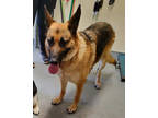 Adopt Rosie a Brown/Chocolate German Shepherd Dog / Mixed Breed (Medium) / Mixed