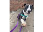 Adopt Larkin a Terrier (Unknown Type, Small) / Mixed dog in Fort mill