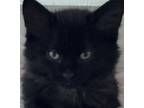 Adopt Curly a Black (Mostly) Norwegian Forest Cat (long coat) cat in Eureka