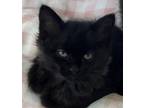 Adopt Mo a Black (Mostly) Norwegian Forest Cat (medium coat) cat in Eureka