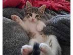 Adopt Abbey a Gray, Blue or Silver Tabby Domestic Shorthair (short coat) cat in