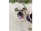 Adopt Zumi a Tan/Yellow/Fawn - with White Black Mouth Cur / Mixed dog in