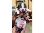 Adopt Akira a All Black Domestic Shorthair / Mixed Breed (Medium) / Mixed (short