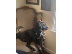 Adopt Froggy a Brindle Mutt / Mixed dog in Columbus, IN (41449259)