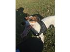 Adopt Prince a White - with Tan, Yellow or Fawn Jack Russell Terrier / Poodle