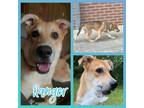 Adopt Ranger a Tan/Yellow/Fawn - with Black German Shepherd Dog / Labrador
