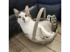 Adopt Loverboy a Domestic Short Hair