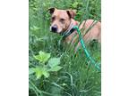 Adopt Twyla a Brindle Mixed Breed (Small) / Mixed Breed (Medium) / Mixed (short
