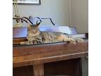 Adopt Gunnar a Domestic Short Hair